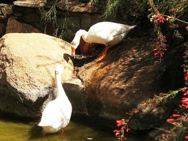 బెంగళూరు లో ఇటువంటి ప్రదేశాన్ని చూసారా ?