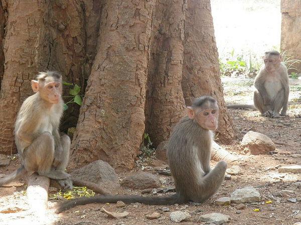బెంగళూరు లో ఇటువంటి ప్రదేశాన్ని చూసారా ?