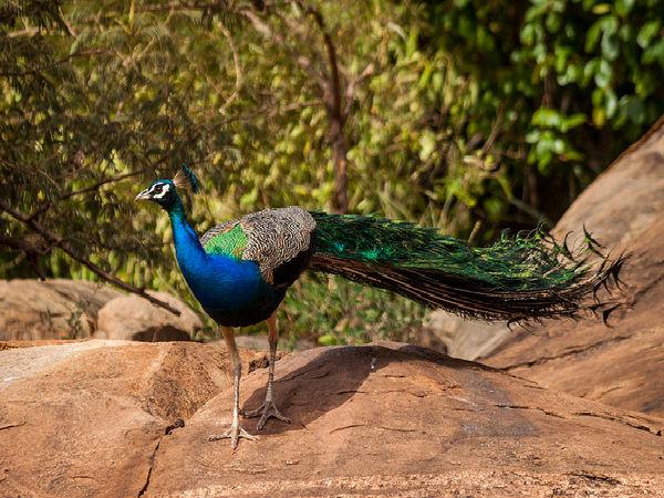 బెంగళూరు లో ఇటువంటి ప్రదేశాన్ని చూసారా ?