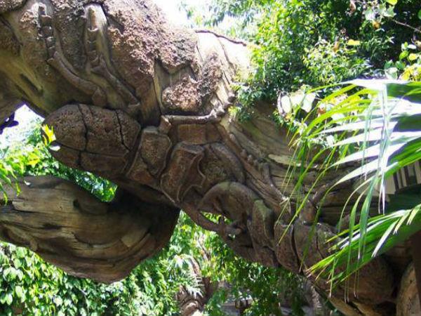 మిస్టరీల చెట్టు దృశ్యాలలో ..! 