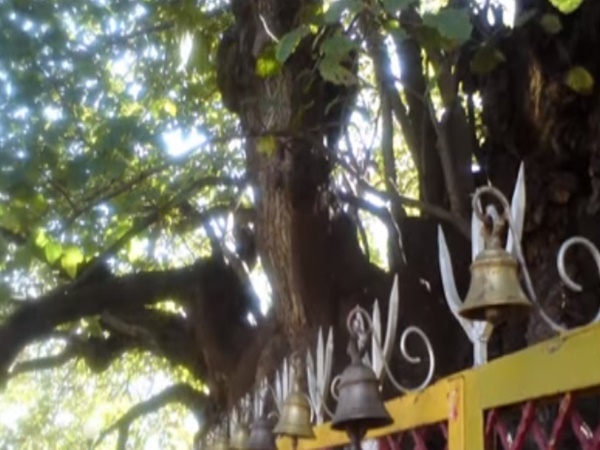 ఆ చెట్టుకి ఉన్న గొప్పదనం తెలిస్తే ఆశ్చర్యపోతారు?