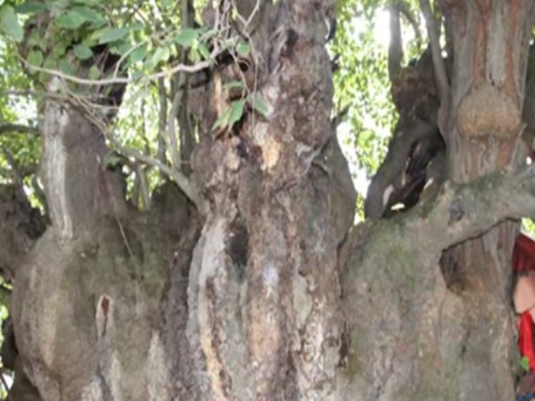 ఆ చెట్టుకి ఉన్న గొప్పదనం తెలిస్తే ఆశ్చర్యపోతారు?