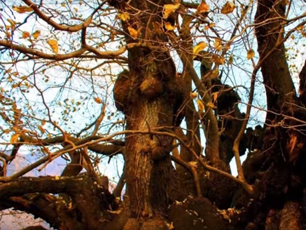 ఆ చెట్టుకి ఉన్న గొప్పదనం తెలిస్తే ఆశ్చర్యపోతారు?