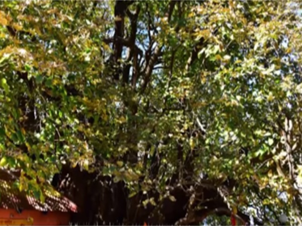 ఆ చెట్టుకి ఉన్న గొప్పదనం తెలిస్తే ఆశ్చర్యపోతారు?