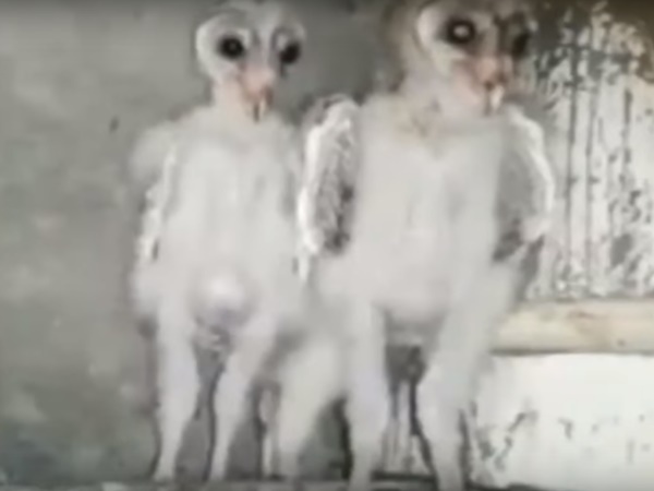 బయటపడిన విశాఖపట్నం వింతజీవుల రహస్యం !