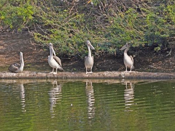మంగళగిరి పానకాలస్వామి అగ్నిపర్వతం మిస్టరీ !
