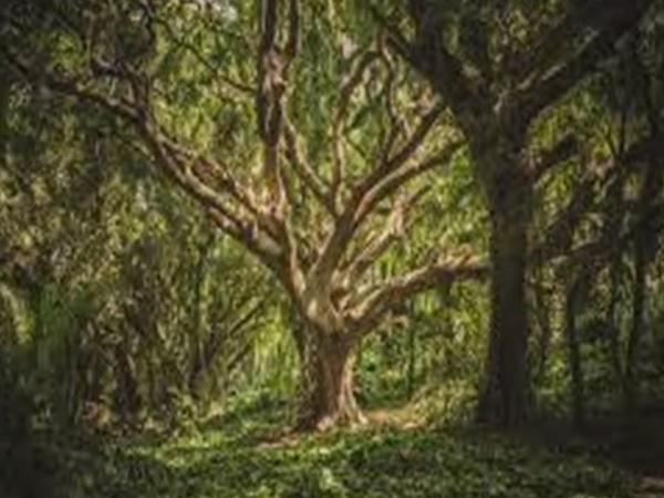 పురుషులను స్త్రీలగా మార్చే కుమారవనం !