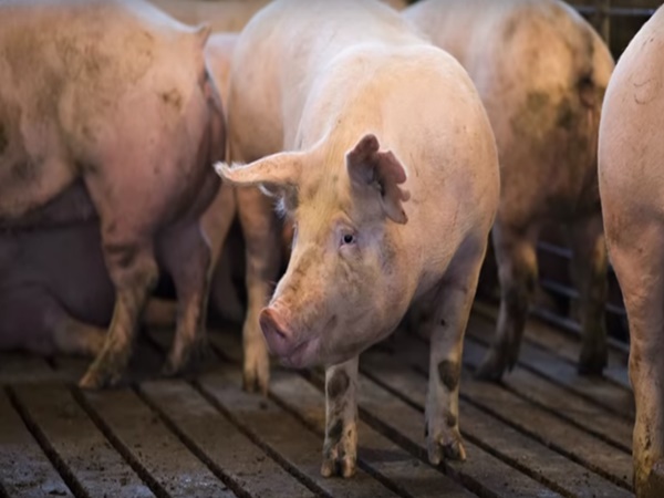 దేవుడినే పరుగులెత్తించిన పందులు... బయటపడ్డ రహస్యం...