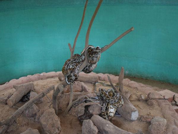 పరిస్సినిక్కడవు స్నేక్ పార్క్