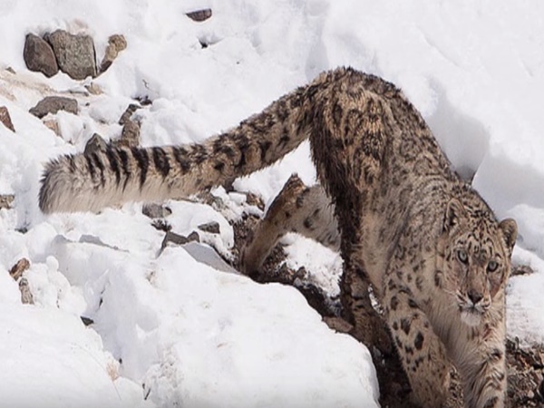 హెమిస్ నేషనల్ పార్క్