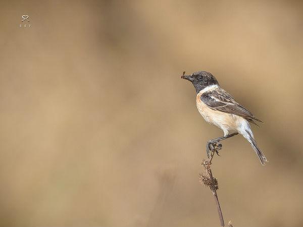 పక్షుల కుహు .. కుహు ..