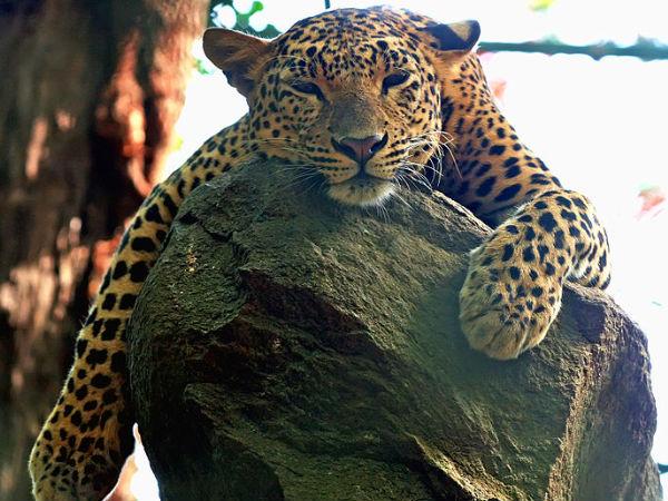 బెంగుళూరు నగరాన్ని ప్రతి ఒక్కరూ ఎందుకు ఇష్టపడతారో తెలుసా?