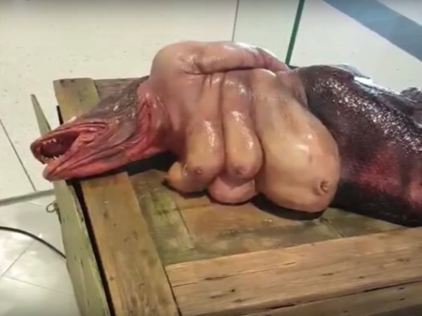 సముద్రతీరానికి కొట్టుకొచ్చిన జలకన్య !