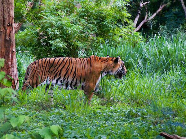 పిల్లల ఆనందాలు - పెద్దల సంతోషాలు!