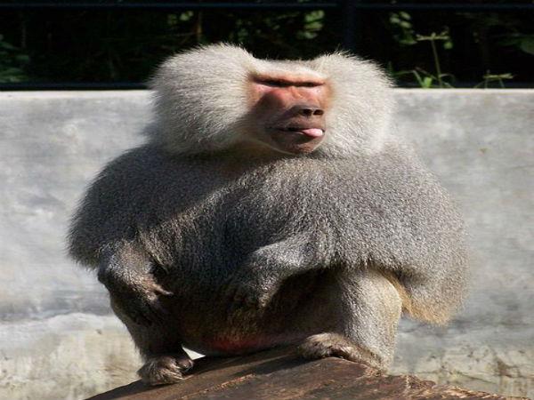 పిల్లల ఆనందాలు - పెద్దల సంతోషాలు!