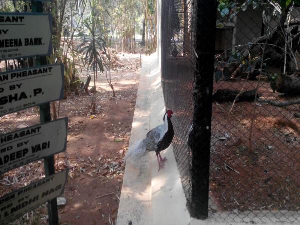 పిల్లల ఆనందాలు - పెద్దల సంతోషాలు!