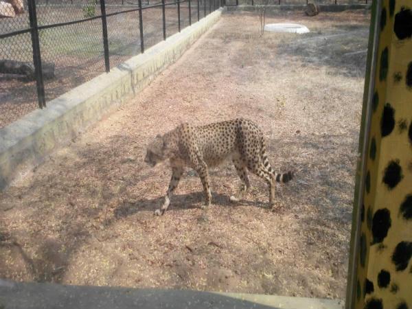 పిల్లల ఆనందాలు - పెద్దల సంతోషాలు!