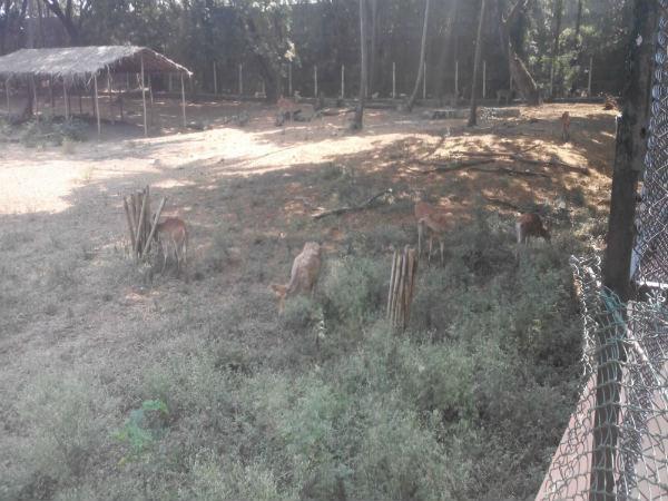 పిల్లల ఆనందాలు - పెద్దల సంతోషాలు!