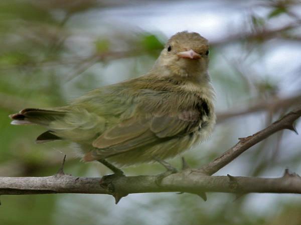 హైదరాబాద్ లో వీకెండ్ గడిపేయండిలా ..!