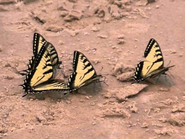 బటర్ ఫ్లై బీచ్