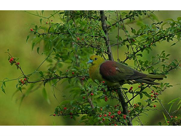 భీముడు కట్టించిన భీమేశ్వర ఆలయం !