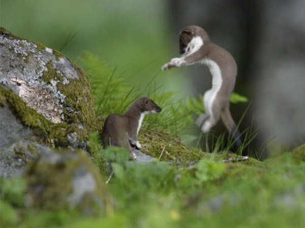 1. అడవి జంతువుల ఠీవీ కోసం