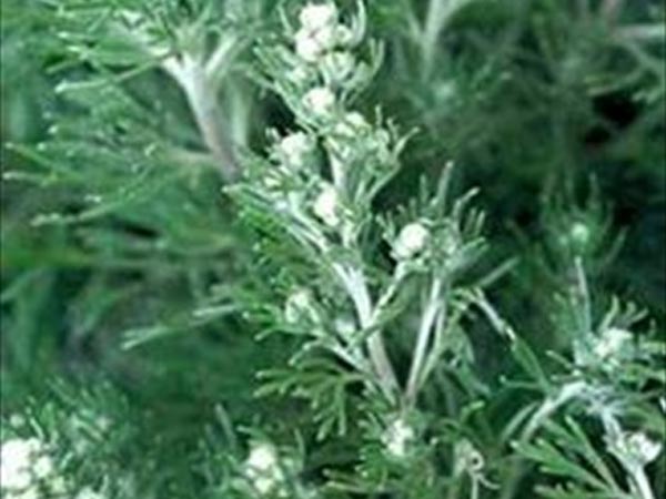 11. సుగంధభరితమైన దవనం...