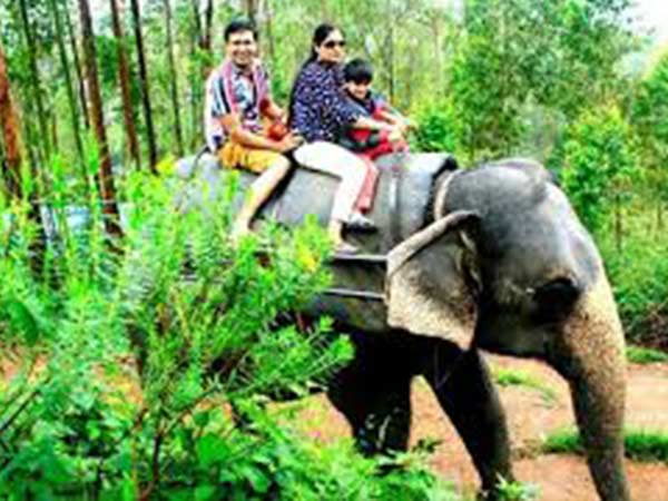 12. ఎలిఫెంట్ సఫారి