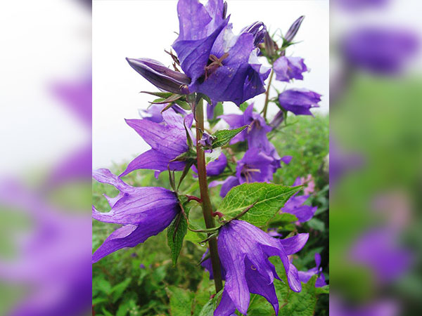 13. ఇంకా ఏమి చూడవచ్చు