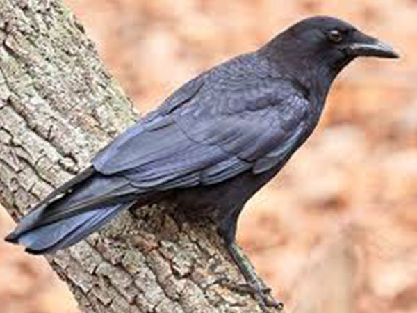 14. . తపస్సు చేసే సమయంలో 