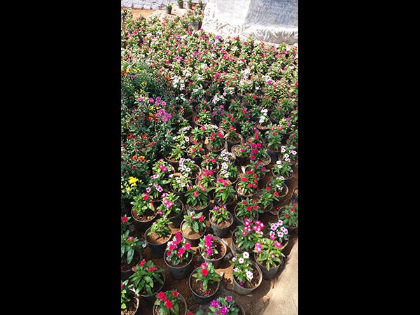 2. 7,000 అడుగుల ఎత్తులో పెరిగే పూలు ఇక్కడ... 