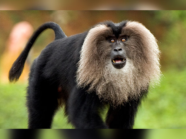 2. సింహపు తోకలను పోలిన తోకలు కలిగిన కోతులు ఇక్కడే 