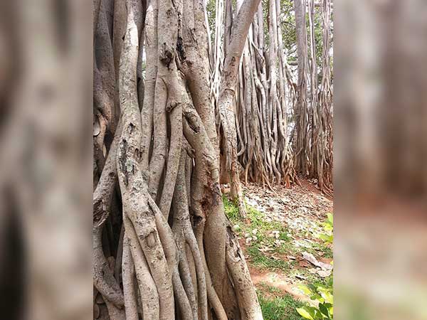 2. దొడ్డ అలడ మర, కర్ణాటక