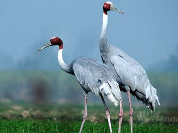 2.అత్తివేరి