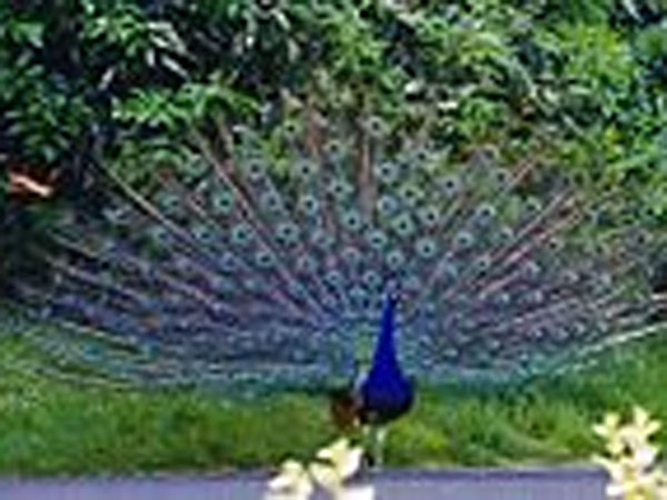 3.బంకాపుర 