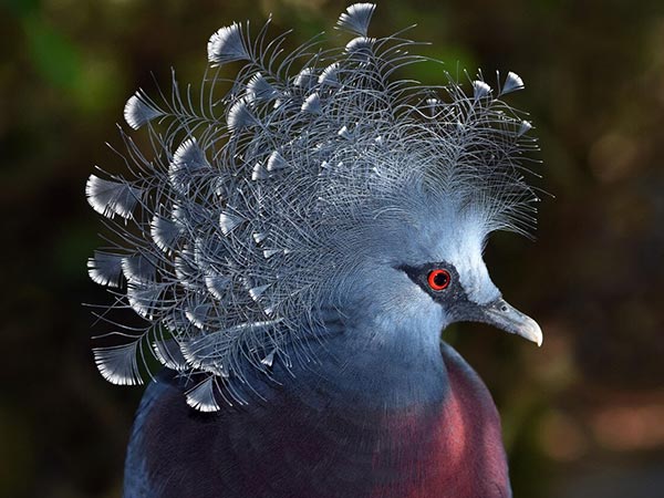 4.కువకువరాగాల కోసం