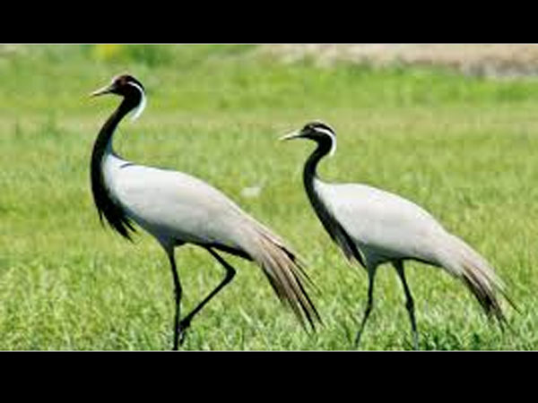 5.ఘటప్రభ