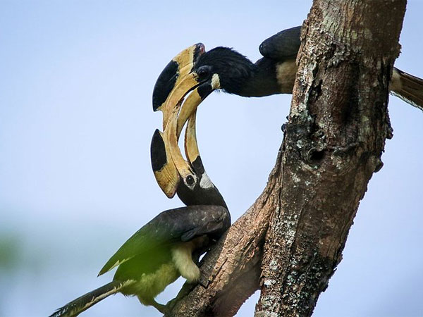 8.దండేలి