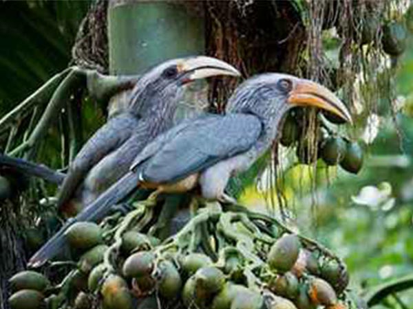 9. ప్రకృతి ప్రేమికులకు 