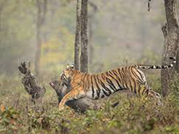 19 పులుల అభయారణ్యం ఉంది. 