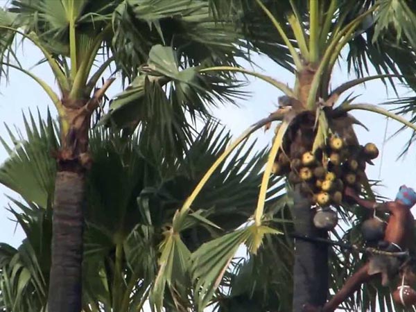 2.మొదట తాటిపల్లి