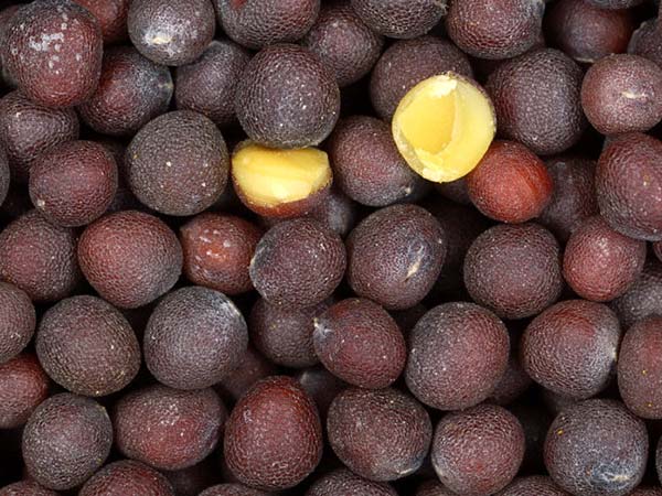 24. ఆవాలు జారవిడుస్తాడు