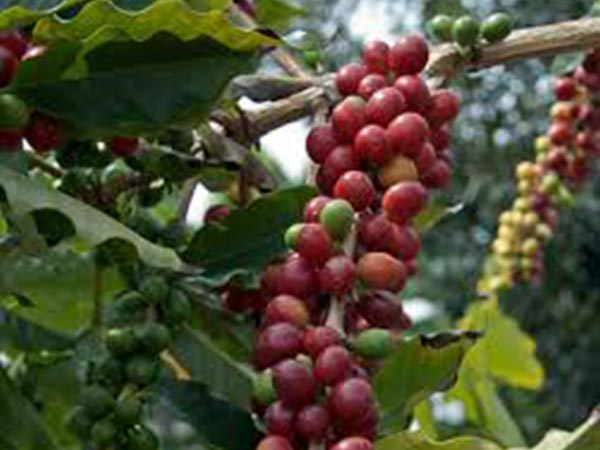 4. కాఫీ తోటలు...