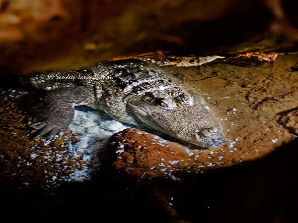 4. మొసలి కాపలా