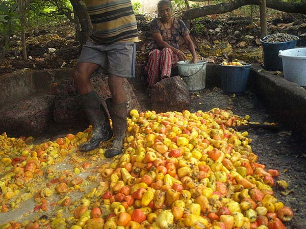 గోవా ప్రాణానికే ప్రమాదం