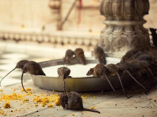 5. కర్ణి మాతా ఆలయం