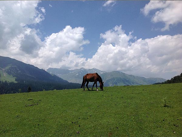 6.కాశ్మీర్