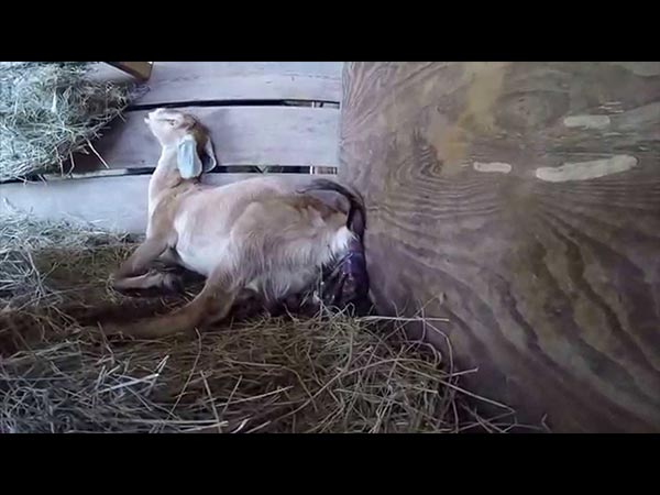 7. ఒక మేకల గుంపు