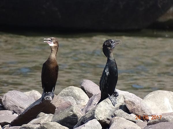 ఈ శిఖరం చూస్తే త్వరలో మరణమని తెలిసినా చాలా మంది