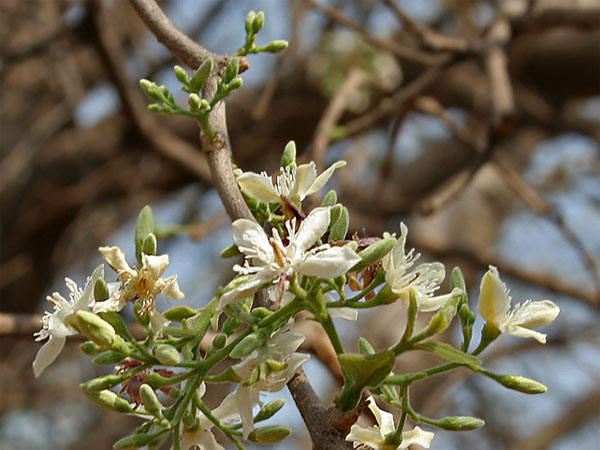 4. అంకుడు చెట్టు కింద